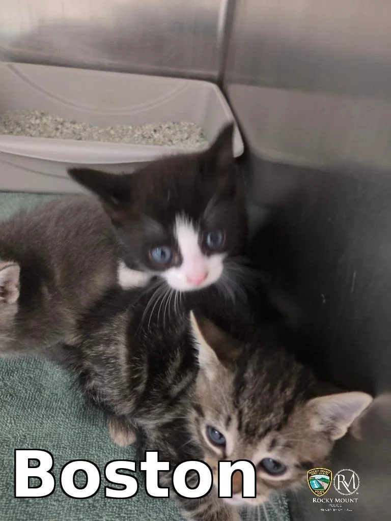 A baby small-sized male Domestic Short Hair cat named Boston for adoption in Rocky Mount, NC