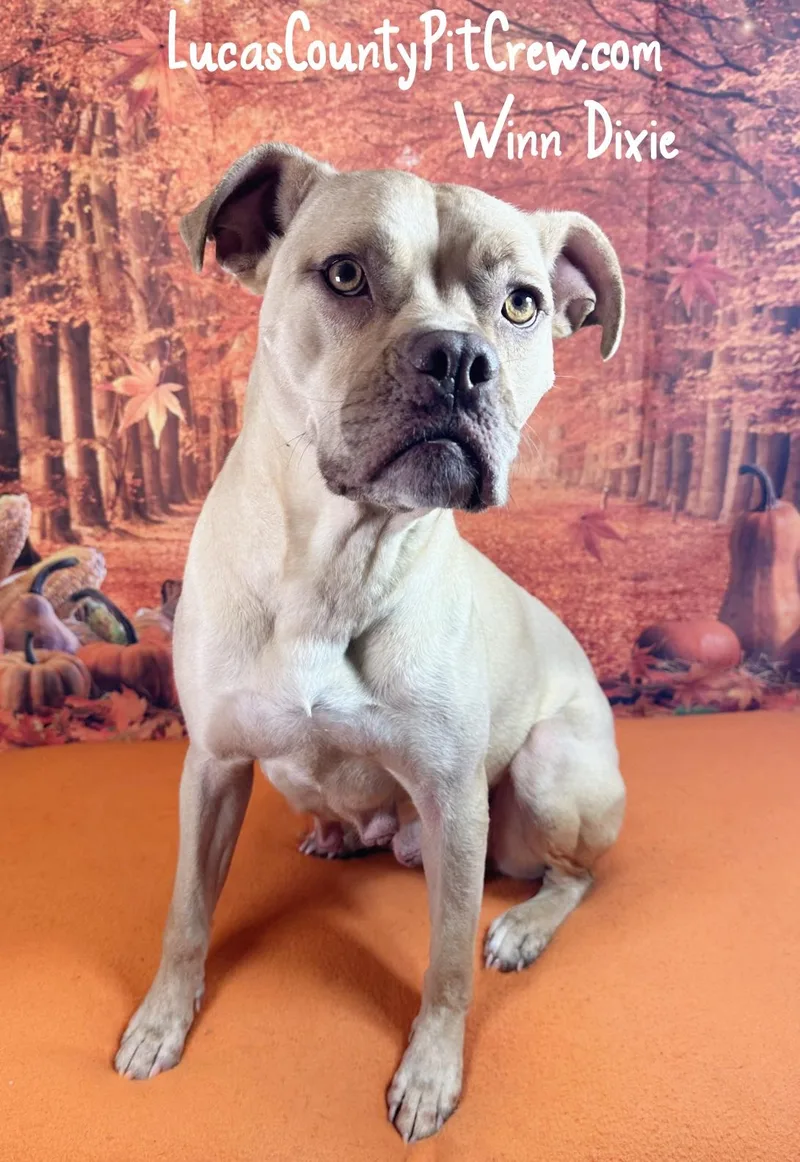 A young medium-sized female Apricot / Beige Boxer dog named WinnDixie for adoption in Toledo, OH
