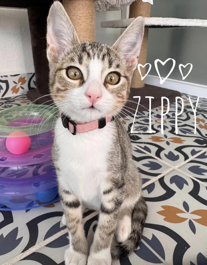 A baby medium-sized male Domestic Short Hair cat named Zippy & Turbo BONDED for adoption in Des Moines , WA