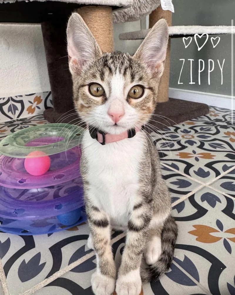 Zippy & Turbo BONDED thumbnail 2