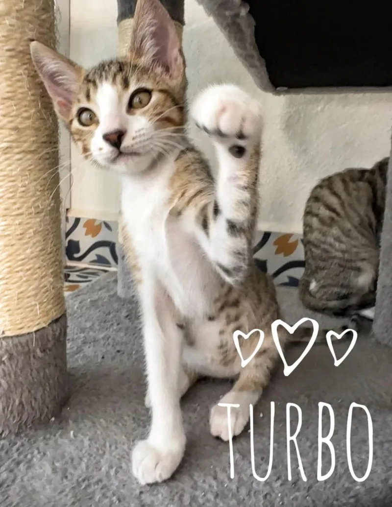 Zippy & Turbo BONDED thumbnail 3