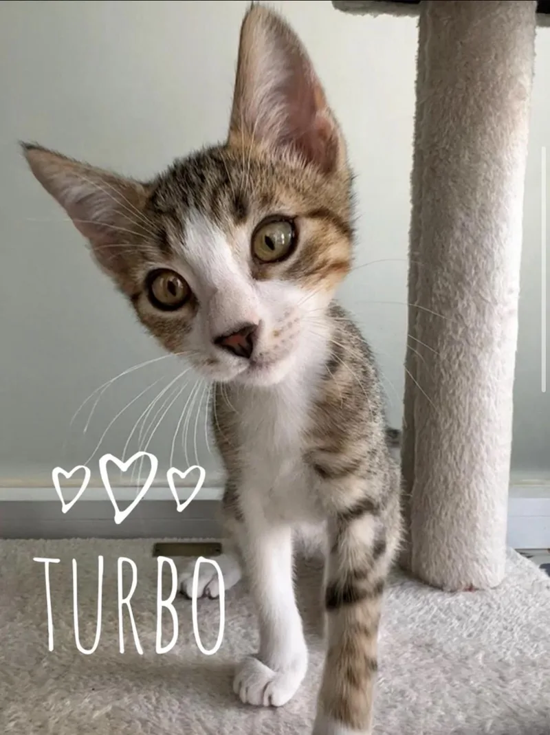Zippy & Turbo BONDED thumbnail 4