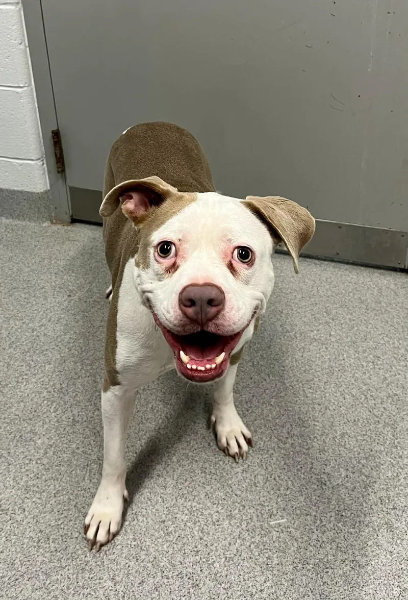 An adult medium-sized female Mixed Breed dog named Bunni for adoption in Moundsville, WV