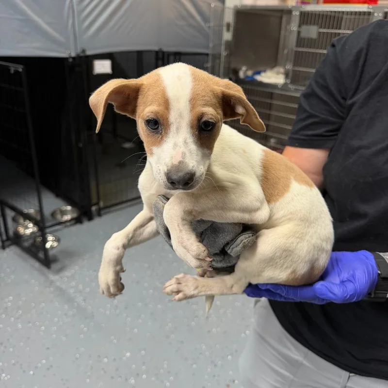 A baby small-sized female White / Cream Terrier dog named Starburst for adoption in Tuscaloosa, AL