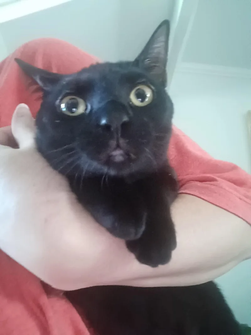 A young medium-sized female Black Domestic Short Hair cat named Sugar & Spice for adoption in Jacksonville, FL