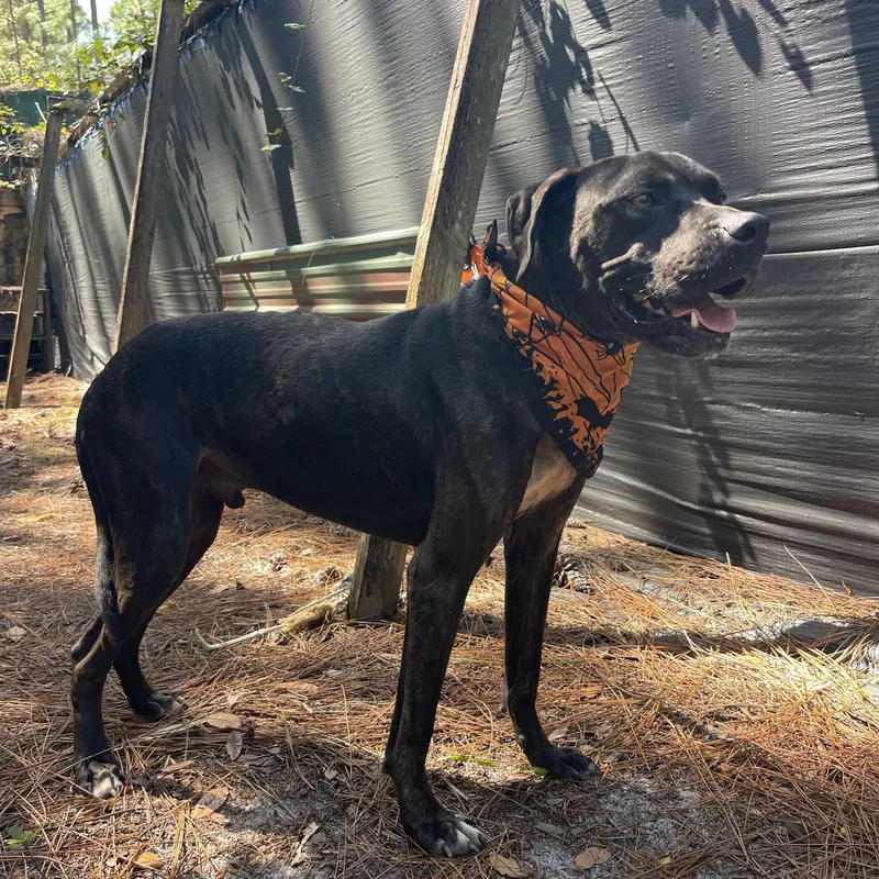 An adult medium-sized male American Staffordshire Terrier dog named Solar for adoption in Sebring, FL