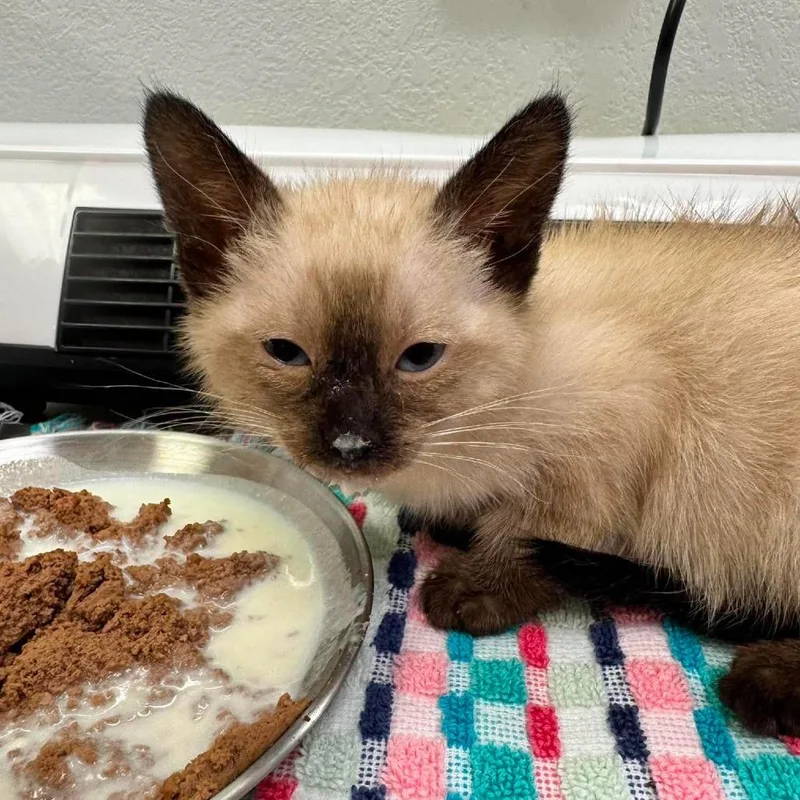 A baby small-sized female Brown / Chocolate Himalayan cat named Ricki for adoption in Wichita, KS