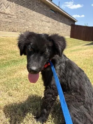 An adult medium-sized male Great Pyrenees dog named Ruger for adoption in Mansfield, TX
