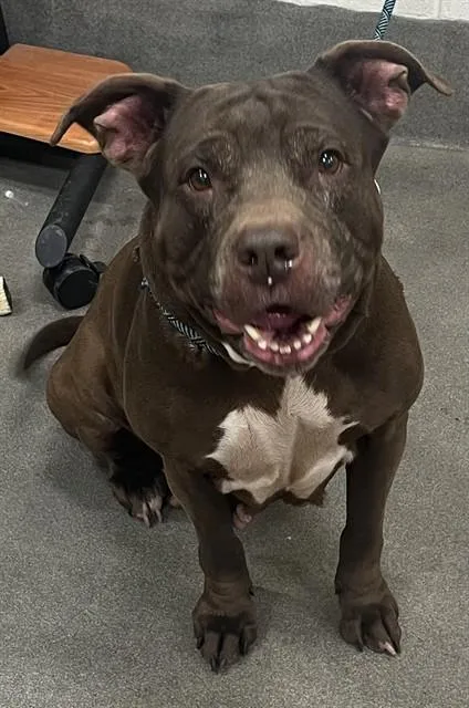 An adult medium-sized female Pit Bull Terrier dog named Coco for adoption in Upper Marlboro, MD
