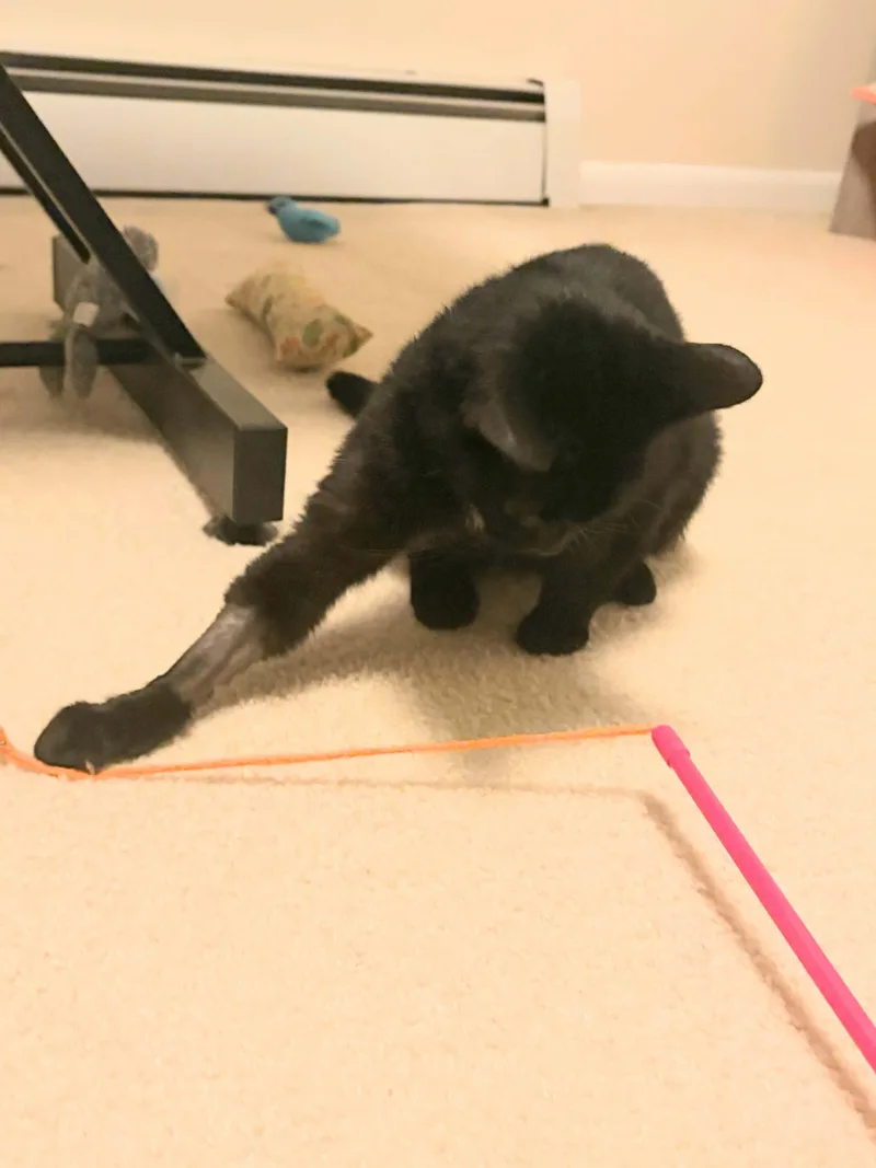 A young medium-sized female Domestic Short Hair cat named Midnight for adoption in Enfield, CT