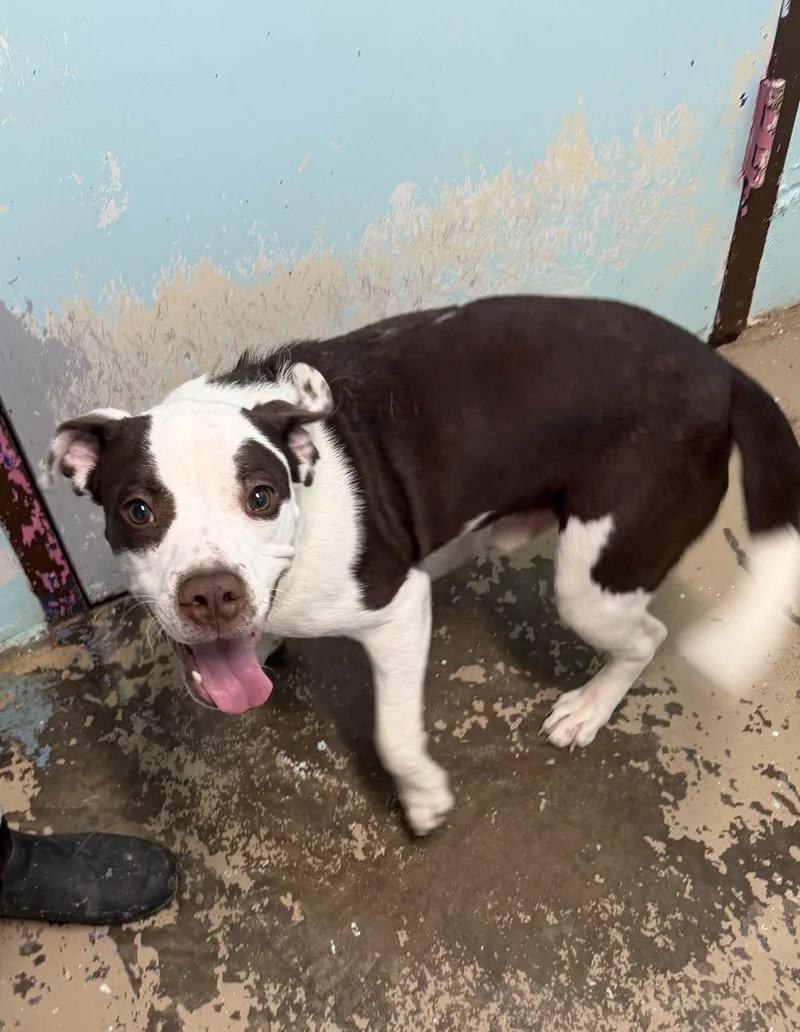 A young large-sized male Pit Bull Terrier dog named Fergus for adoption in New Martinsville, WV