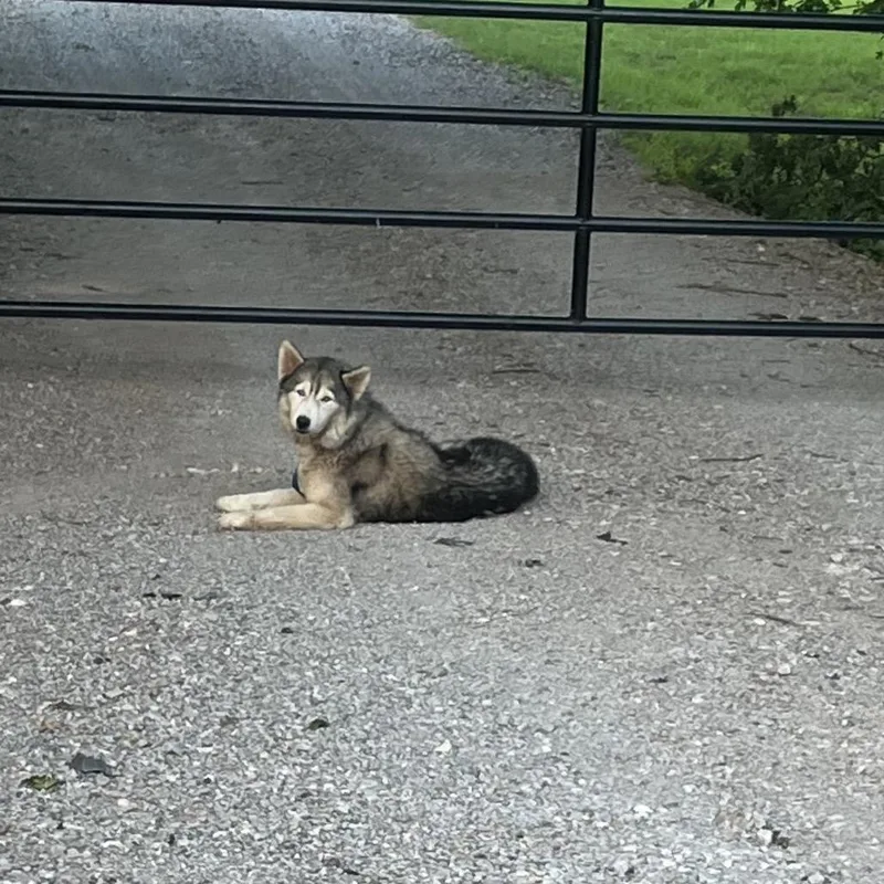 An adult medium-sized female Gray / Blue / Silver Mixed Breed dog named Fiona for adoption in Pauls Valley, OK