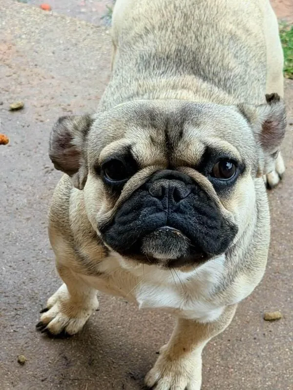 A baby small-sized male French Bulldog dog named Tony for adoption in Windsor, CO