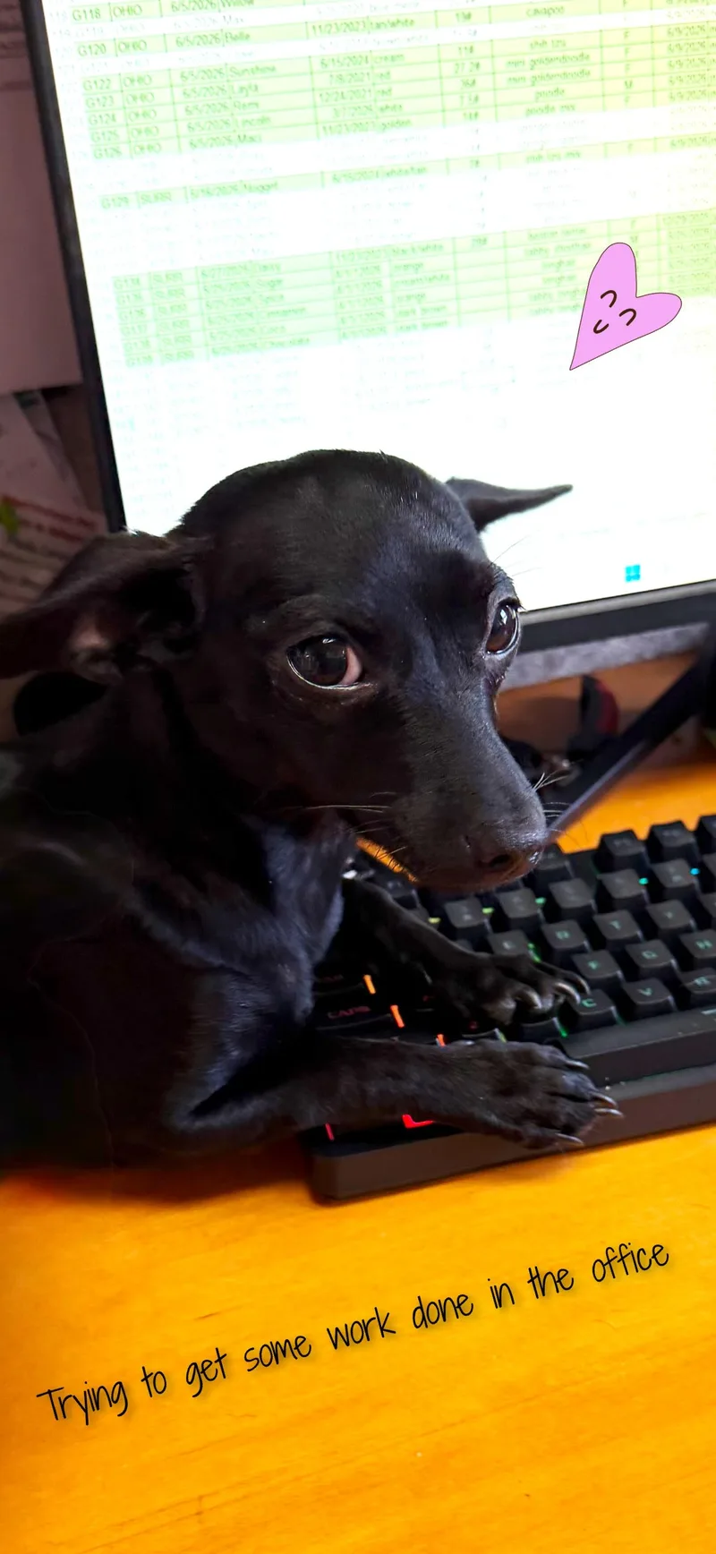 A young small-sized female Black Chihuahua dog named Cookie for adoption in Fredericksburg, VA