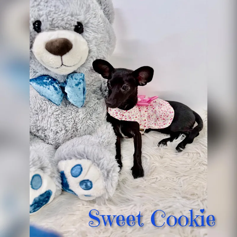 Cookie thumbnail 3