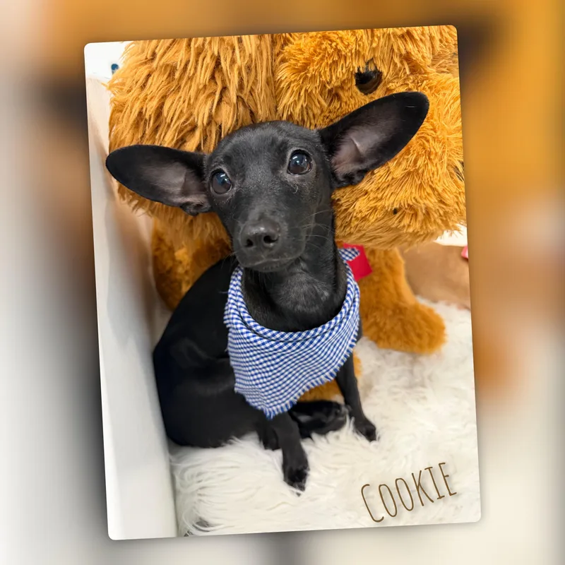 Cookie thumbnail 4