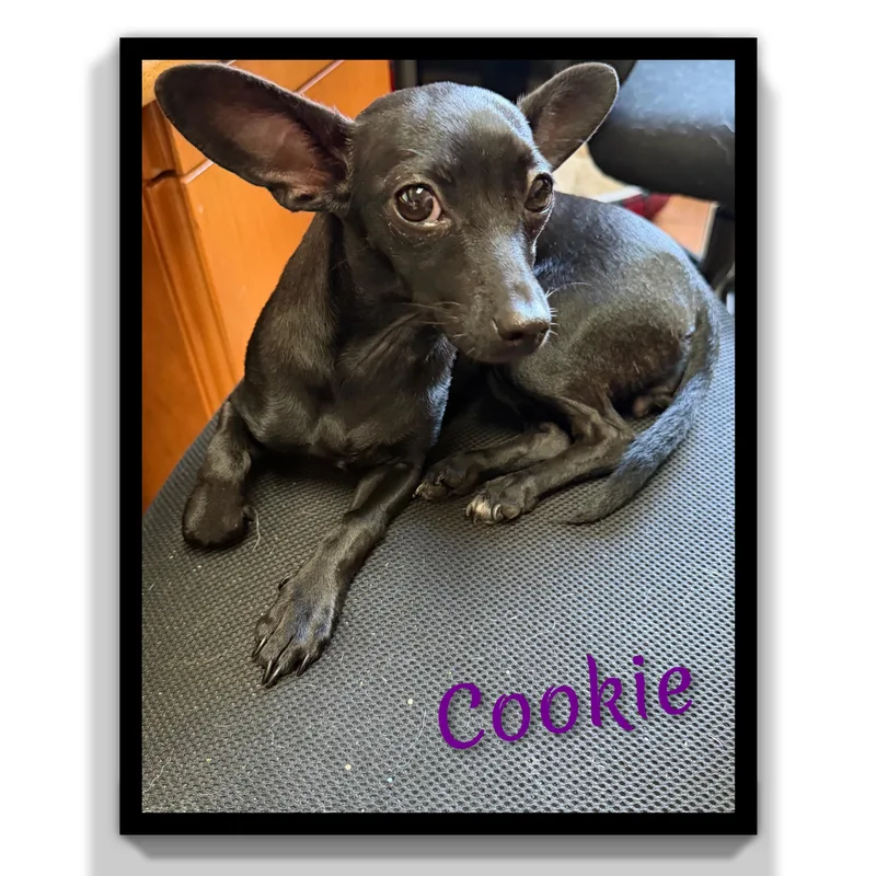 Cookie thumbnail 6