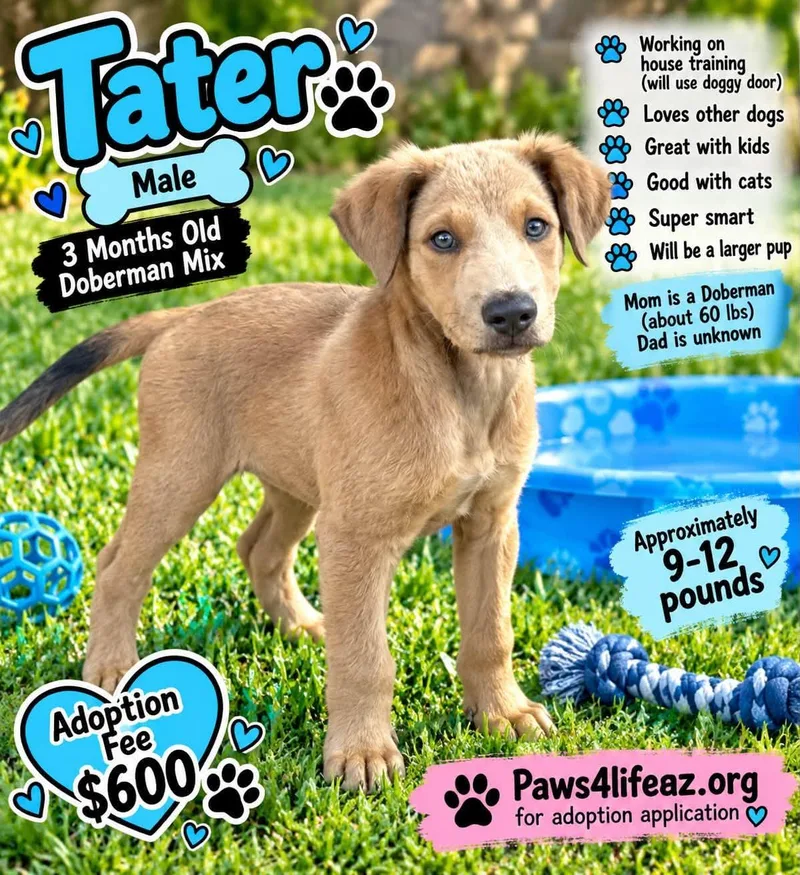 A baby medium-sized male Brown / Chocolate Doberman Pinscher dog named Tater for adoption in San Tan Valley, AZ