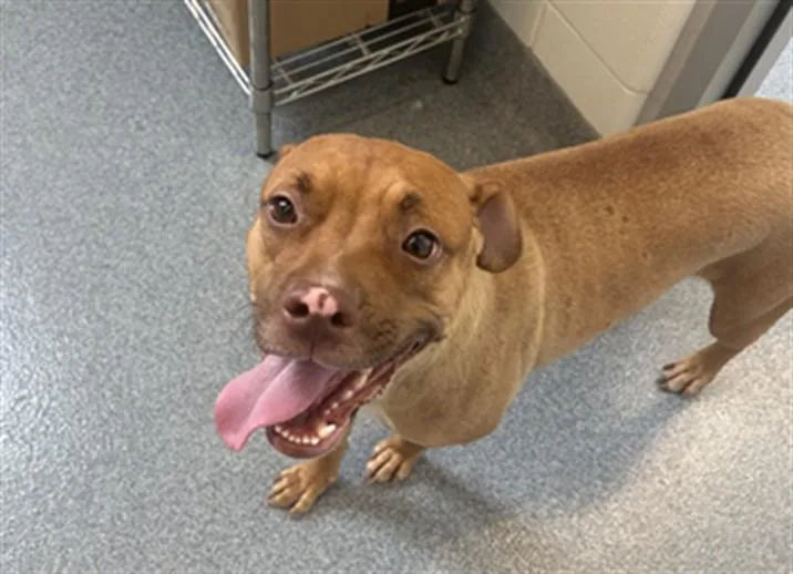 A young medium-sized female Pit Bull Terrier dog named Cosmo for adoption in Toledo, OH