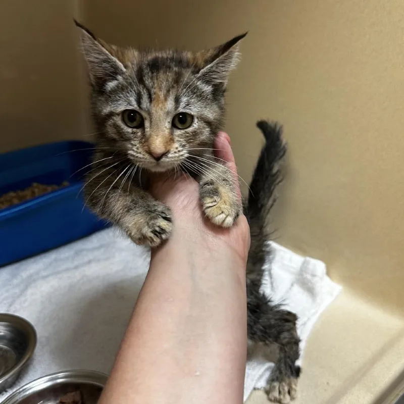 A baby small-sized female Brown / Chocolate Domestic Short Hair cat named Blondie for adoption in Blue Ridge, GA