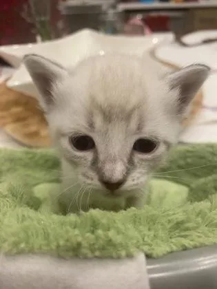 Sprinkles