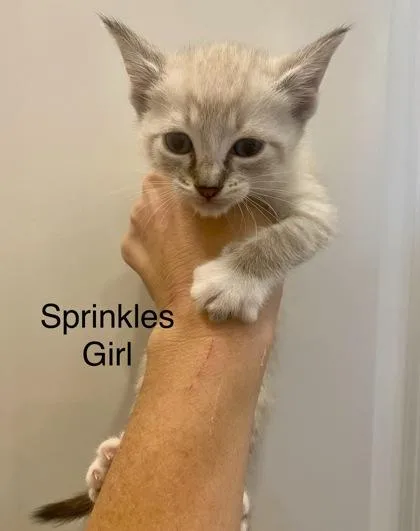 Sprinkles thumbnail 2