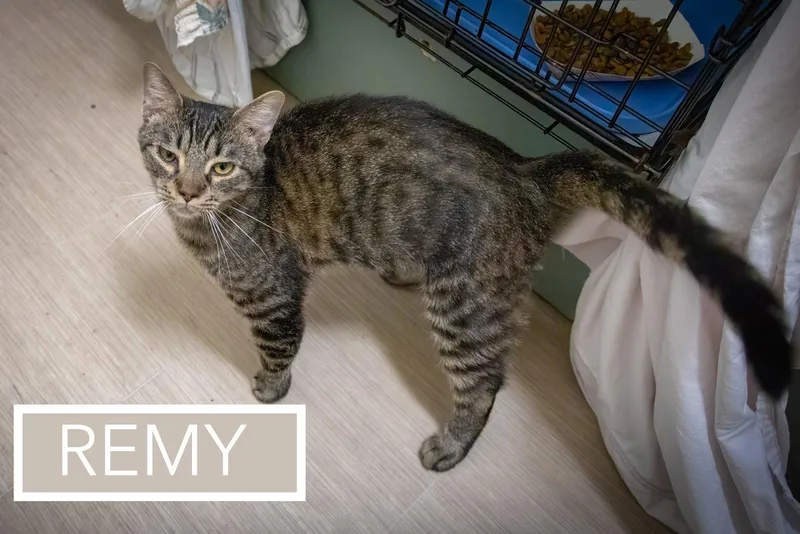 Remy thumbnail 3
