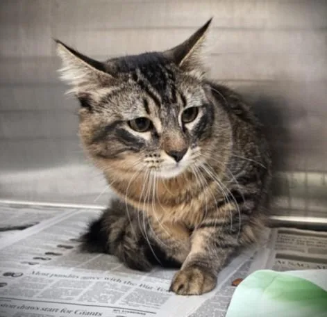 A young large-sized male Domestic Short Hair cat named Aldo for adoption in Los Angeles, CA