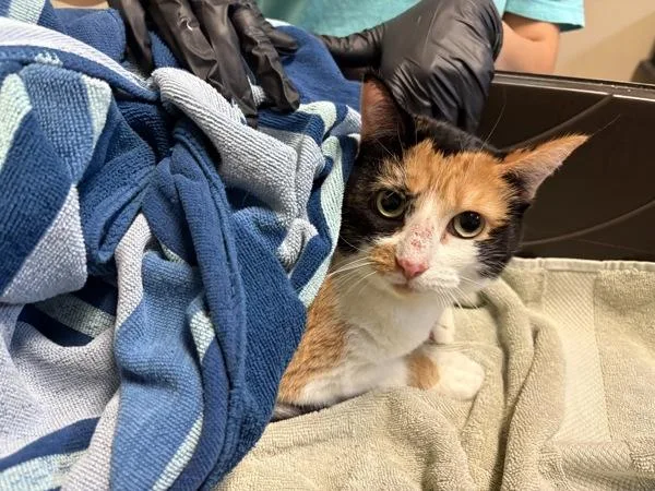An adult medium-sized female Domestic Short Hair cat named Saucy for adoption in Oceanside, CA