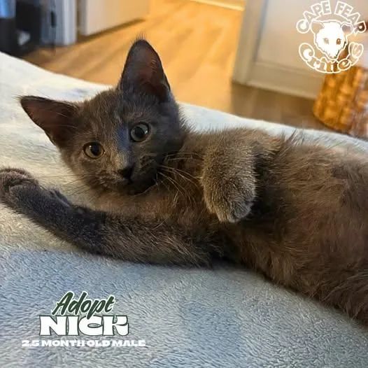 A baby small-sized male Gray / Blue / Silver Russian Blue cat named Nick for adoption in Wilmington, NC
