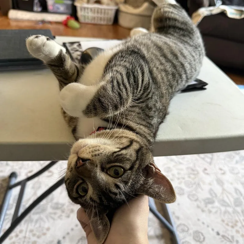 A young small-sized male Brown / Chocolate Domestic Short Hair cat named Maverick for adoption in Zimmerman, MN