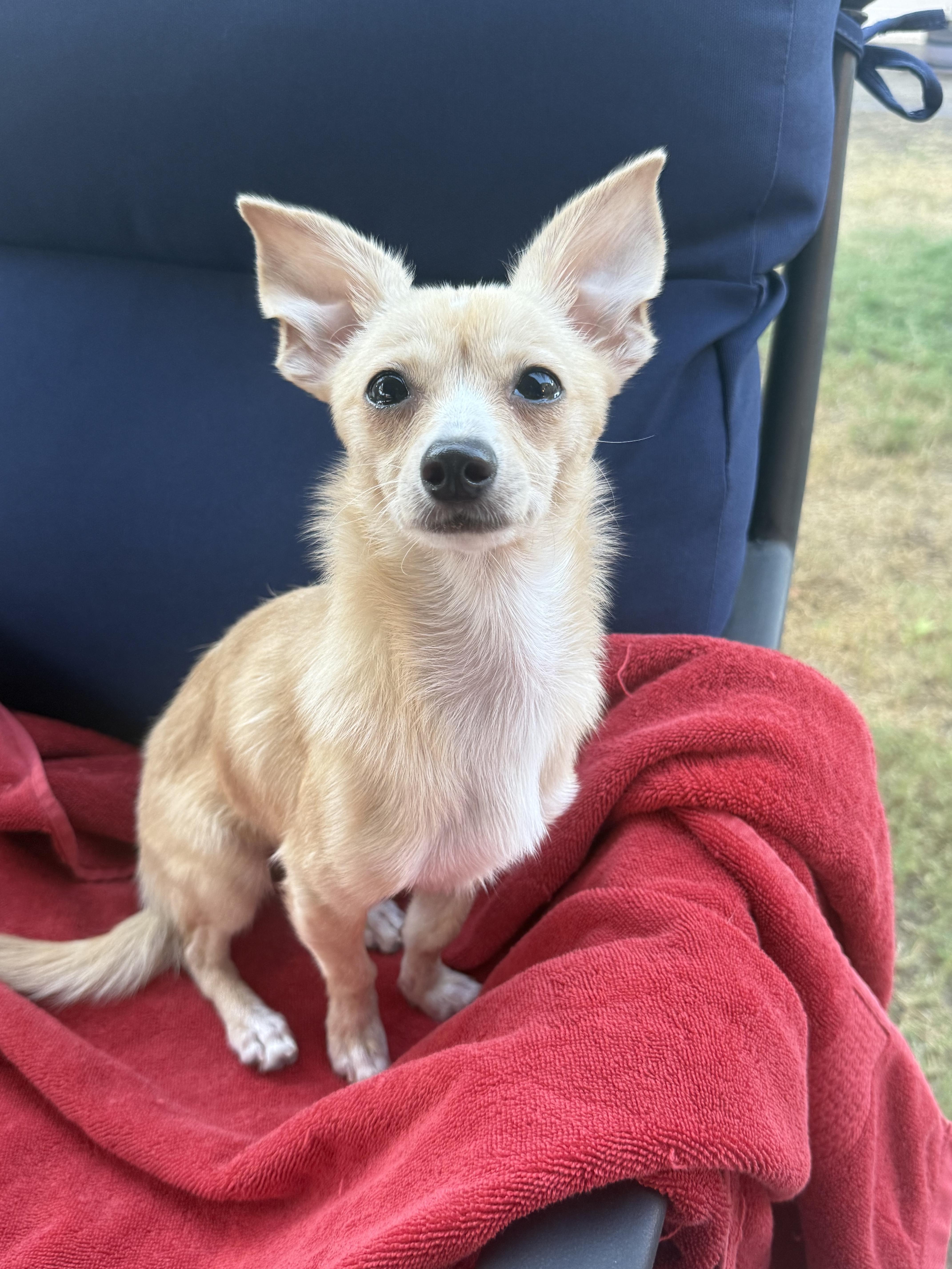 A young small-sized female Apricot / Beige Chihuahua dog named Matilda for adoption in Henderson, NV