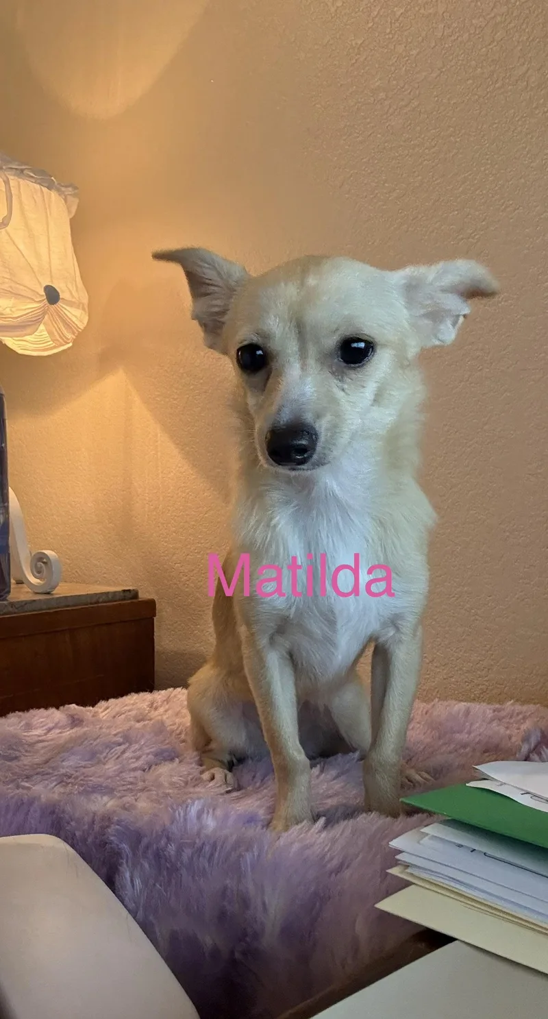 Matilda thumbnail 4