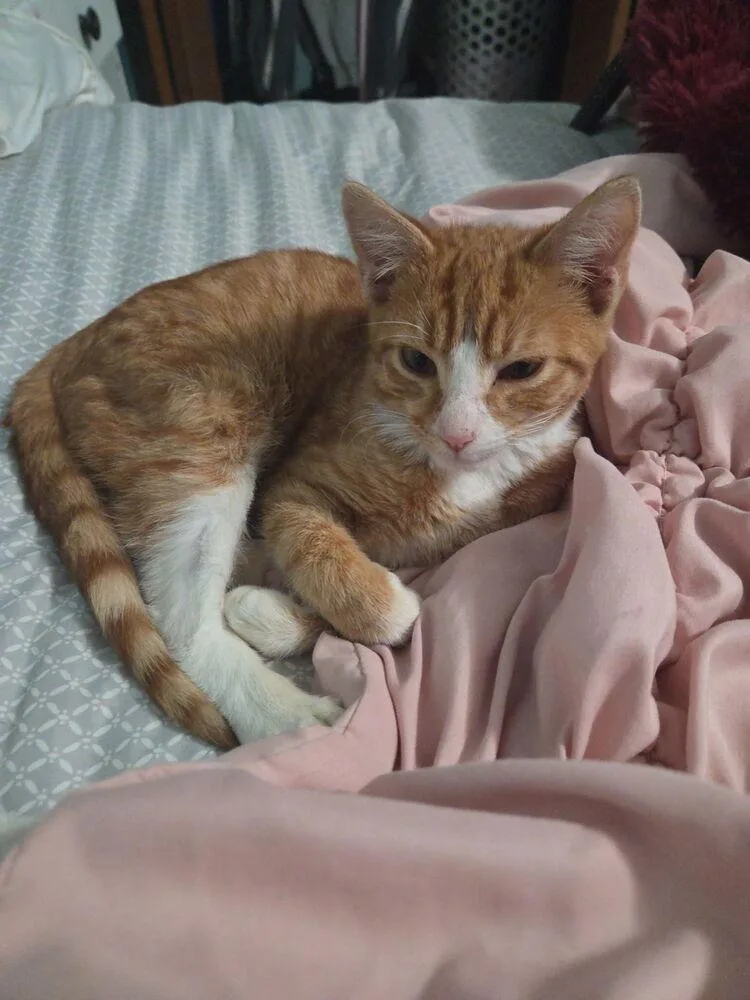 A young small-sized male Orange & White Domestic Short Hair cat named Duke for adoption in Emporia, KS