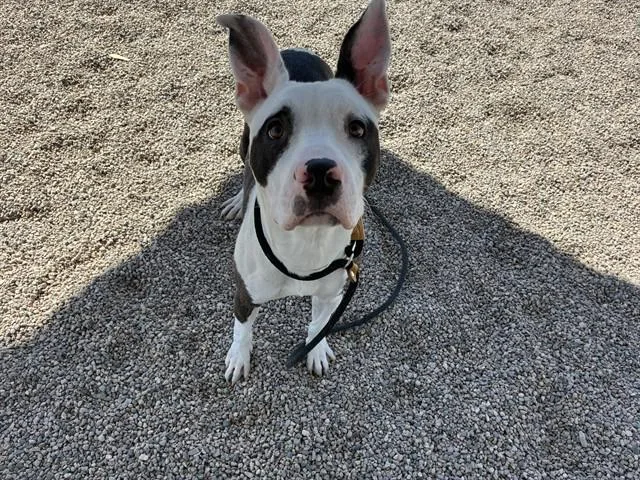 A young large-sized male Pit Bull Terrier dog named Petey for adoption in Mesa, AZ