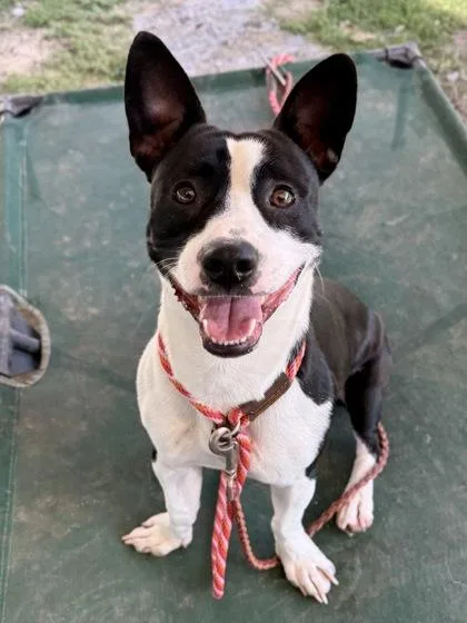 An adult small-sized male Black Mixed Breed dog named Harper for adoption in Georgetown, TX
