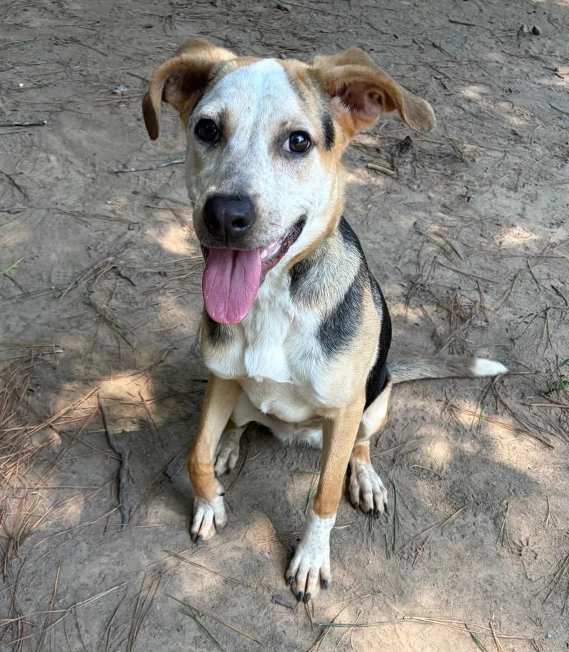 A baby medium-sized female Beagle dog named Bella for adoption in Little Rock, AR