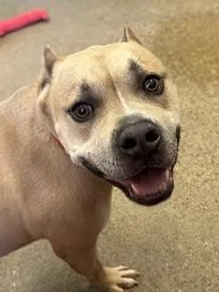 A young medium-sized male Yellow / Tan / Blond / Fawn Pit Bull Terrier dog named Captain for adoption in Cleveland, OH