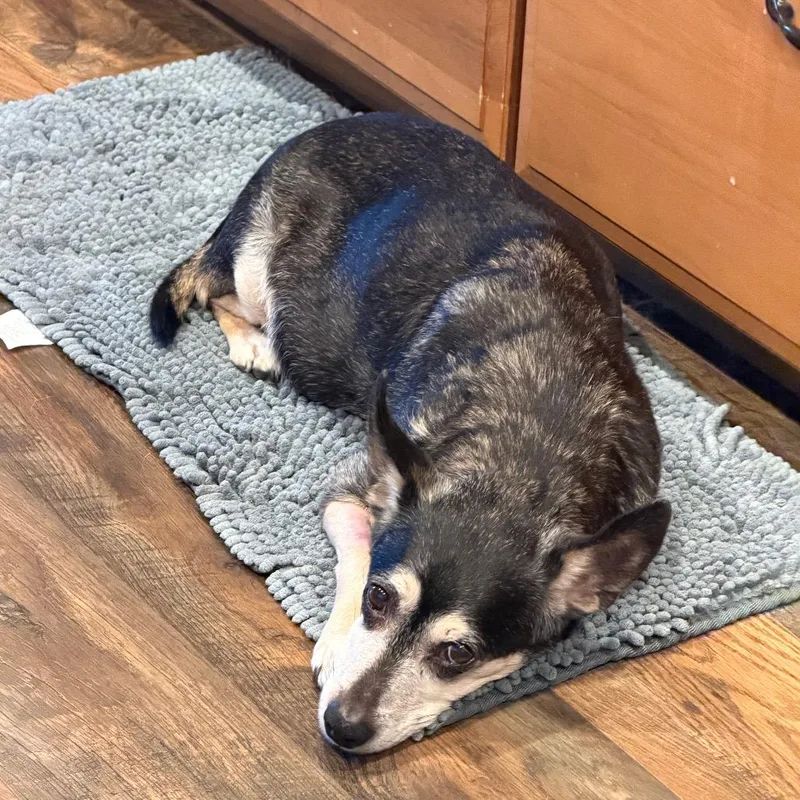 A senior small-sized female Gray / Blue / Silver Terrier dog named Josie for adoption in San Diego, CA