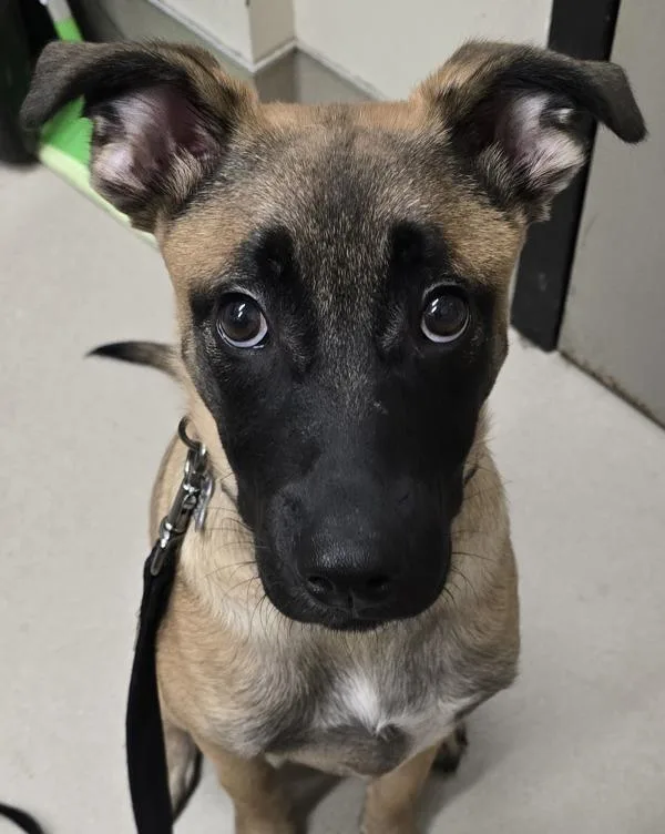 A young medium-sized male Belgian Shepherd / Sheepdog dog named Appa for adoption in El Cajon, CA