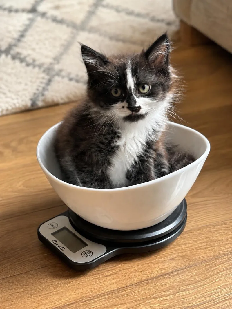 A baby medium-sized male Black & White / Tuxedo Domestic Medium Hair cat named Bibble for adoption in Los Angeles, CA