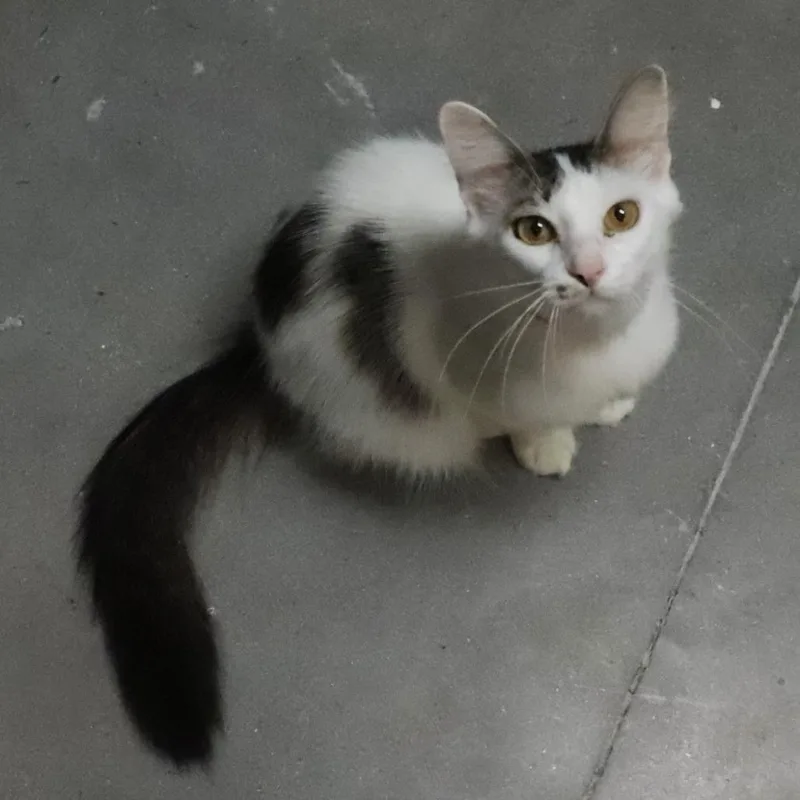 A young medium-sized female White Domestic Medium Hair cat named Frannie for adoption in Lakeland, FL
