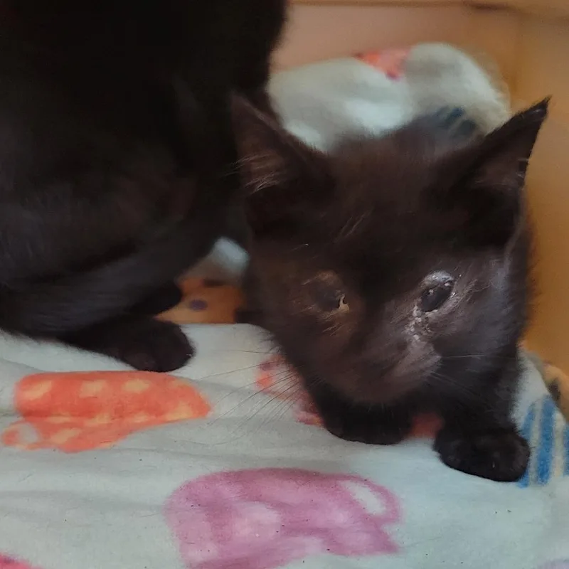 A baby small-sized male Domestic Short Hair cat named Oingo for adoption in Milan, IL