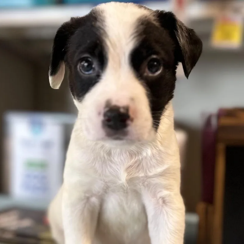 A baby medium-sized male White / Cream Pit Bull Terrier dog named Reese for adoption in Kissimmee, FL