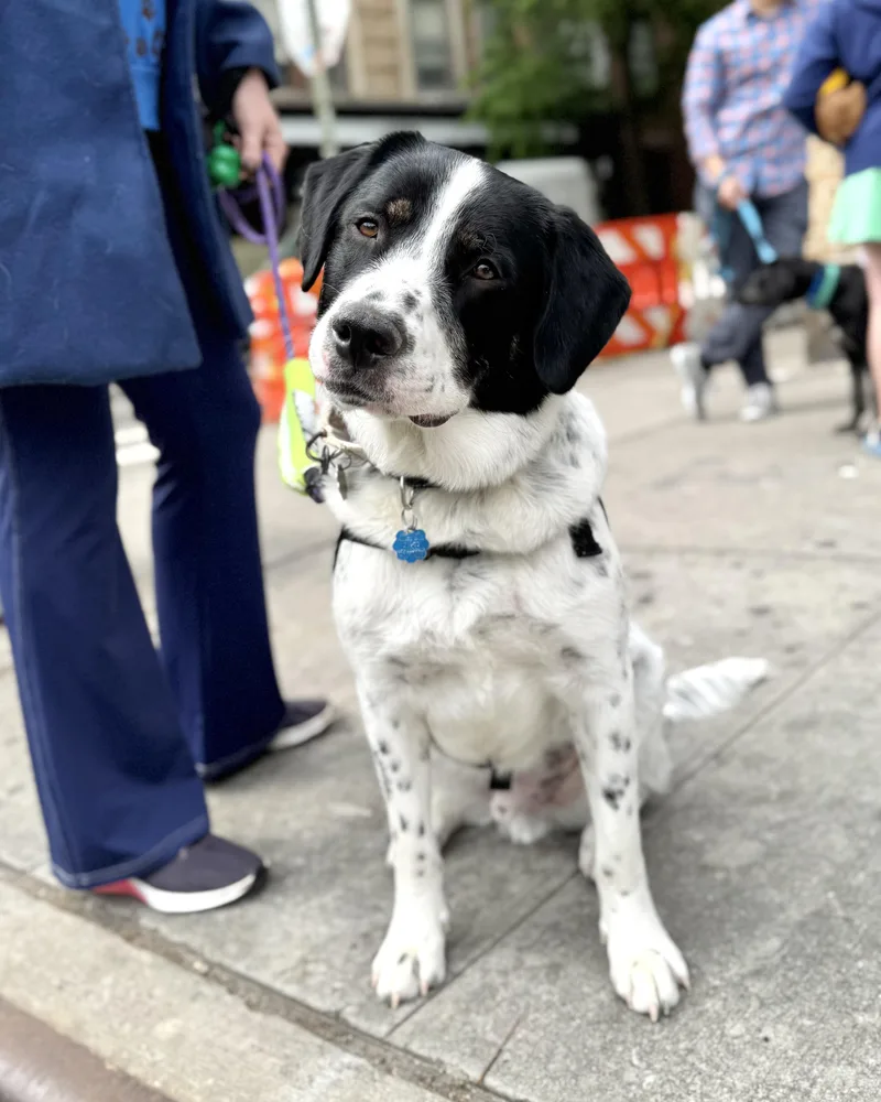 A young large-sized male White / Cream Golden Retriever dog named Pendragon for adoption in New York, NY