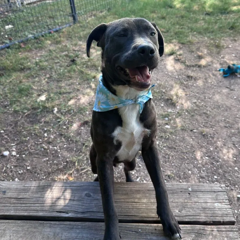 A young medium-sized male Black American Staffordshire Terrier dog named Zac for adoption in Pittsburgh, PA