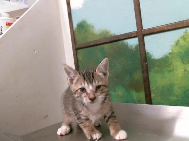 A baby small-sized male Domestic Short Hair cat named Milo for adoption in Houston, TX