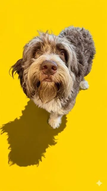 A young large-sized male Mixed Breed dog named Springfield for adoption in Jacksonville, FL