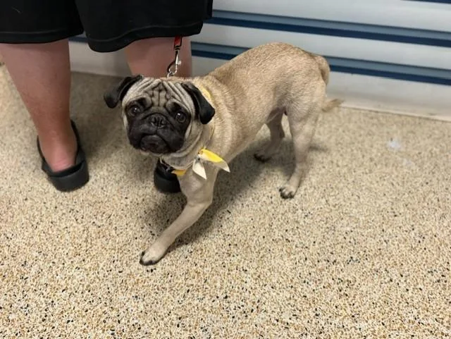 A young small-sized male Pug dog named Flash for adoption in Miami, FL