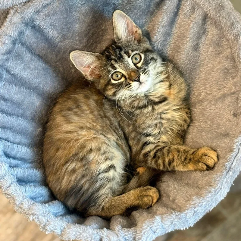 A baby medium-sized female Tabby (Brown / Chocolate) Domestic Short Hair cat named Zuri for adoption in Queen Creek, AZ